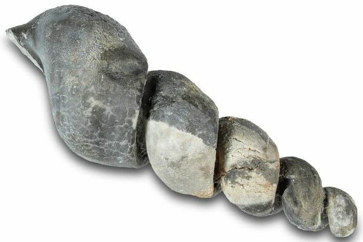 Devonian Fossil Gastropod Internal Mold - Issoumour, Morocco #282736